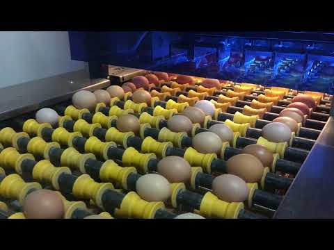 СОРТИРОВКА ЯИЦ