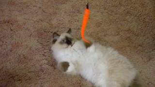 Charlton Ragdoll Kitten playing with da worm!