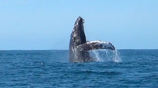 4-10-17 All Day Trip: Humpbacks, Dolphins, Albatross, & More!