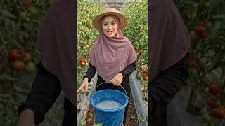 Trichoderma Obat Layu Fusarium, Fungisida Hayati, Pengocoran Langsung Membantu Area Akar