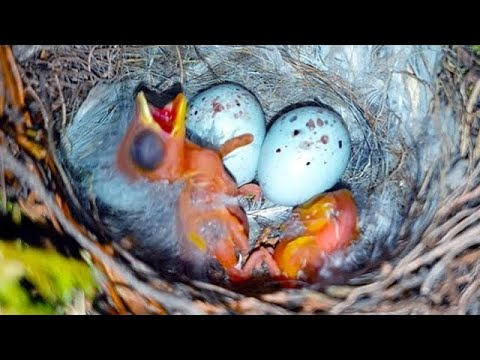 Vidéo: Enfants de la nature - poussins moineaux