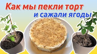 Домашний влог. Пеку торт «медовик» без духовки. Первый раз сажаю кусты ягод.