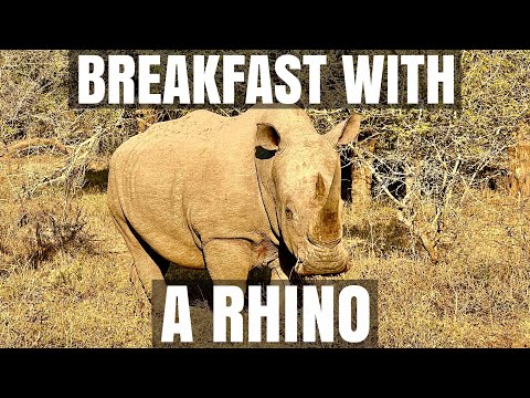 BREAKFAST WITH A RHINO Amazing Hlane National Park Eswatini
