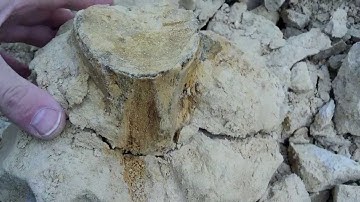 Mosasaur vertebra