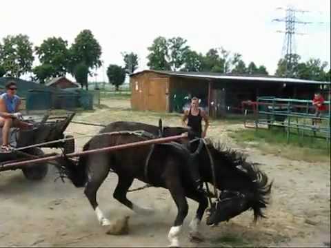 Horse abuse in Poland, how definitely NOT to teach a horse to be driven