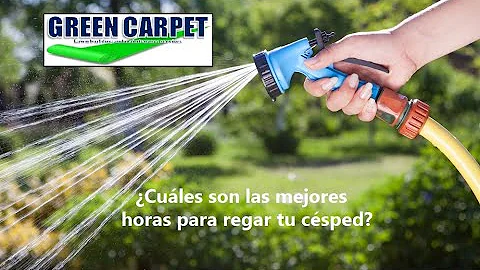 ¿Cuál es el mejor momento del día para regar el césped?