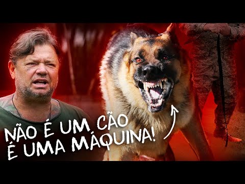 Vídeo: Fotos mostram a verdadeira vida dos cães militares