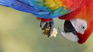 The 99 Names Of Allah with beautiful Birds (For Toddlers & Kids)