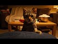 Cat tries to steal treats with hidden camera! #cat #petvlog #funnycats #catlife #love #cute #fun
