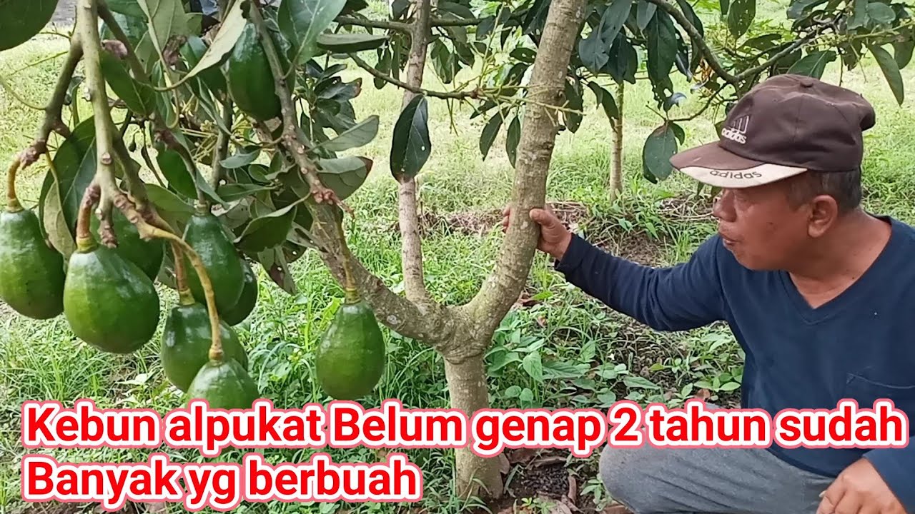 DI USIA PENSIUN SUKSES BERKEBUN ALPUKAT MIKI, ALIGATOR & PLUAWANG