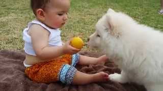 Husky stealing baby fruit! must watch this! by Pure Siberian Husky 15,942 views 9 years ago 27 seconds