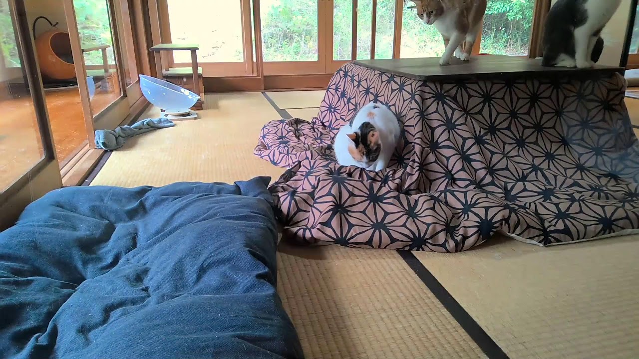 垂れ流し配信‗夜‗20251030 - YouTube