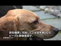 全米有数の動物実験用ビーグル犬の繁殖施設が閉鎖へ、475頭が里親へ