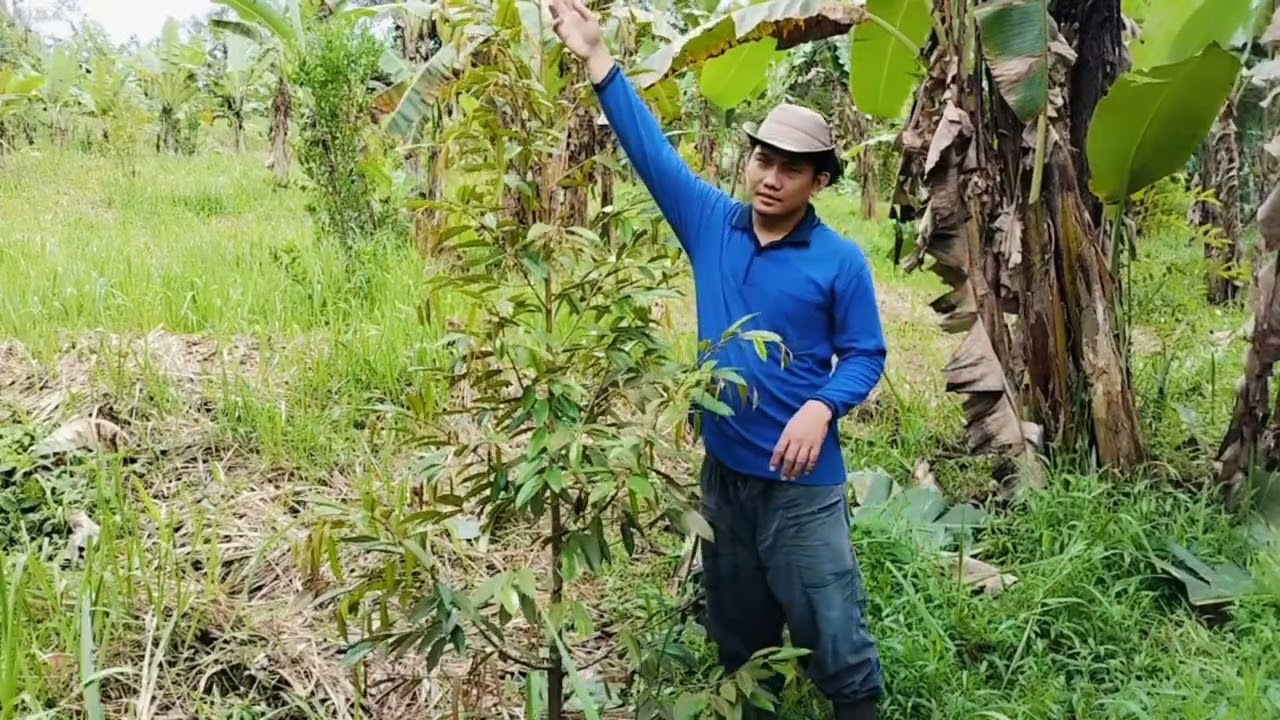 Pertumbuhan Durian Musang King Dan Duri Hitam‼️Lokasi ke Tiga #Trubus