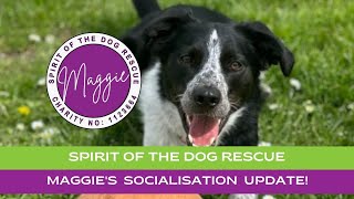 Day 595 of Maggie Looking For A Forever Home.. Time For A Play Date!