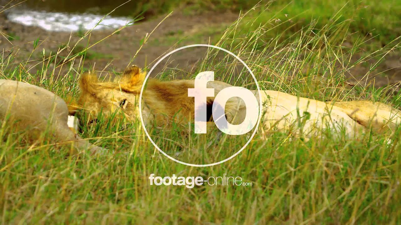 Lion Wildlife Stock footage 014948 4k