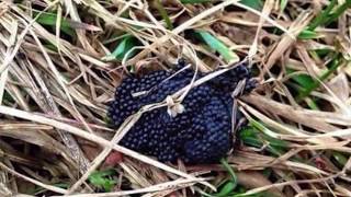 How to Spot A Tick Nest