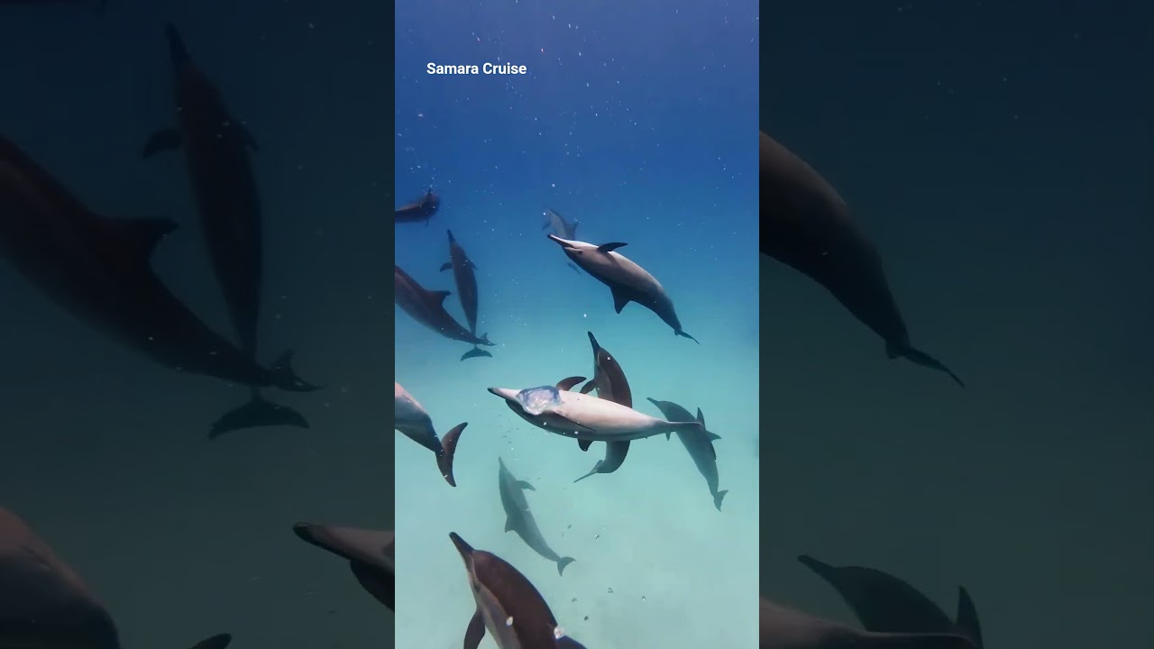 Spinner dolphins are waiting for you at Sataya Reef, Egypt. Don’t miss this chance!