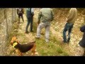 Sortie au parc bruno  griffon nivernais  bleu et beagle