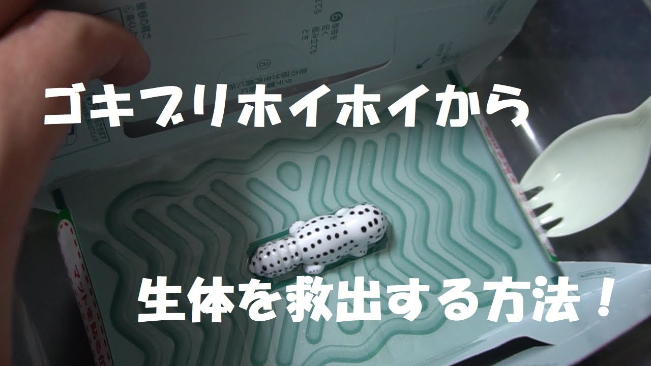 ゴキブリホイホイから生体を救う方法 Youtube