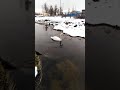 Редкий лебедь в Якутии