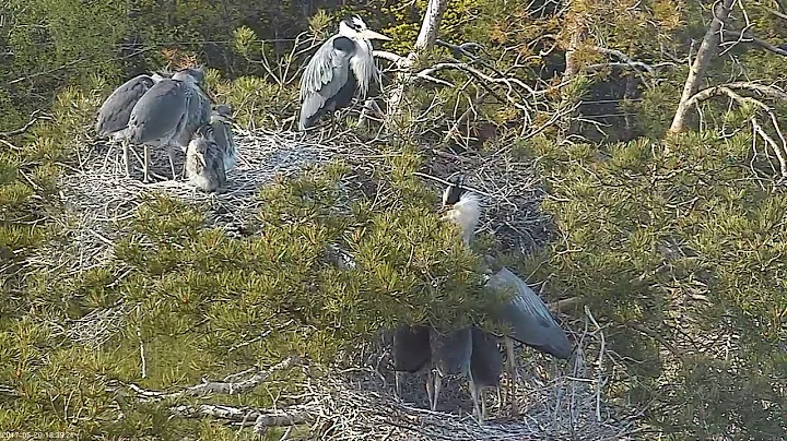 2017 05 20 18h38m L5 feeding