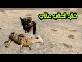 اشتغلت راعي غنم والعصابات كتلو الطلي مالتي