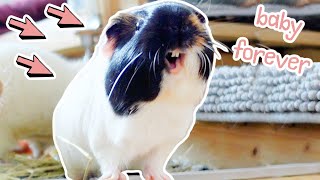 This Guinea Pig Will Never Grow Up
guinea pig Nugget will never grow up and will always stay a guinea pig pup
↓↓↓Little Adventures Shop Links:↓↓↓
America, Canada & other countries: https://shop.spreadshirt.com/littleadventures
Europe: https://shop.spreadshirt.de/LittleAdventures
UK version: https://shop.spreadshirt.co.uk/LittleAdventures/
●●●●●●●●●●●●●●●●●●●●●●●●●●●●●●●●●●●●●●●●●●●
Instagram: http://instagram.com/little.adventures4
Facebook: https://www.facebook.com/littleadventures4/
Twitter: https://twitter.com/littleadven4
Pinterest: https://www.pinterest.com/littleadven4/
Snapchat: littleadven4
●●●●●●●●●●●●●●●●●●●●●●●●●●●●●●●●●●●●●●●●●●●
Products-we-use-links*:
*Wash Bag for Fleece Liners: https://amzn.to/31v6Em3
* Our Fleece Liners: https://amzn.to/2Cs2JvE (we have the larger version of this)
* Similar Hay Rack: https://amzn.to/2OEspev
* Wood Log: https://amzn.to/31EKD4b
* Water Bottle Holder: https://amzn.to/2YGkF3d
* Water Bottle: https://amzn.to/31F2AzN
* Spaceship Carrier: https://amzn.to/3Muf1Wb
* Guinea Pig Fence Floor Time: https://amzn.to/31AgzXF
* Grid (C&C) Cage: https://amzn.to/2HeHmRn
* Suitable Store Bought Cage: https://amzn.to/33qpvk2
* Willow Bridge: https://amzn.to/2XLLBef
* Friedas Favorite Toy: https://amzn.to/2YZ1H7w
* Pet Camera: https://amzn.to/31CNLxs
* Camera I film with: https://amzn.to/2Twip8V
* These links are affiliate links, meaning I get a small commission if you choose to click on these links and buy something. Its not going to be more expensive but as an Amazon Associate I earn from qualifying purchases.
FAQ:
- How old are your guinea pigs?
Gatsby is 4 1/2, Lulu is 4, Nugget is 3, Lumi is 2 1/2 & Fitz is 7 months old
- What camera/ editing software do you use?
Canon Eos 77d, Sony ZV1 & Final Cut
- Dont they jump over the little gate?
No :) They could, but they dont.
●●●●●●●●●●●●●●●●●●●●●●●●●●●●●●●●●●●●●●●●●●●
Guinea Pig Noises 1: https://youtu.be/bES0evmRXZc
Morning Routine: https://youtu.be/lGVGFkQwtKA
Guinea Pig Noises 2: https://youtu.be/2RGw7rHFvVo
What to do when your guinea pig is pregnant: https://youtu.be/-3_QQ2Zvs94
●●●●●●●●●●●●●●●●●●●●●●●●●●●●●●●●●●●●●●●●●●●
Music from epidemic sound. This Guinea Pig Will Never Grow Up