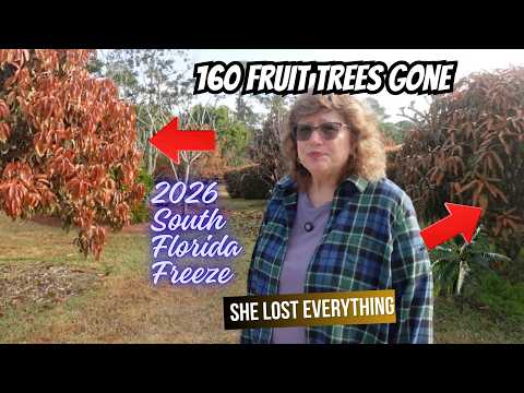 Florida Freeze 2026 Devastates 160 Fruit Trees One Grower’s Heartbreaking Story