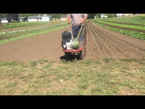 Cultivating beet and carrots with Planet Jr tractor