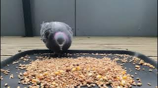 Long version of pigeons eating daily seeds