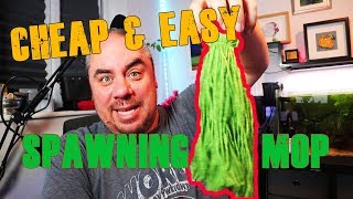 Spawning or Breeding mop - cheap, easy and fast how to!