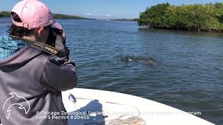 Sarasota Dolphin Research Program Intern