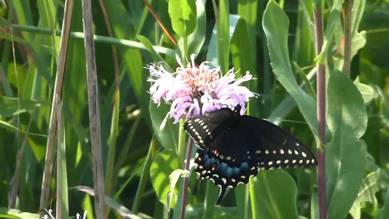 Would it Kill You to Watch a Female Eastern Black Swallowtail (Papilio polyxenes) for Fifty Seconds?