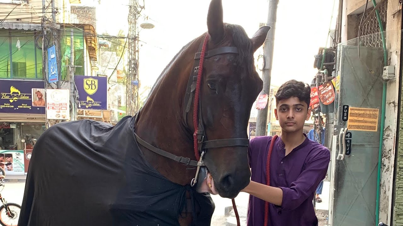 Zuljanah sakhi badsha Rawalpindi 