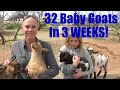 32 BABY GOATS BORN IN 2020!