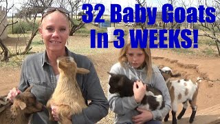 32 BABY GOATS BORN IN 2020!