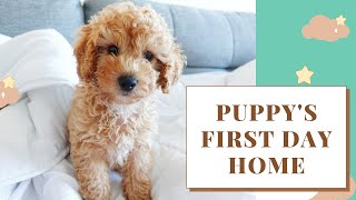 Toy Cavoodle Puppy's First Day Home | CLIFFORD