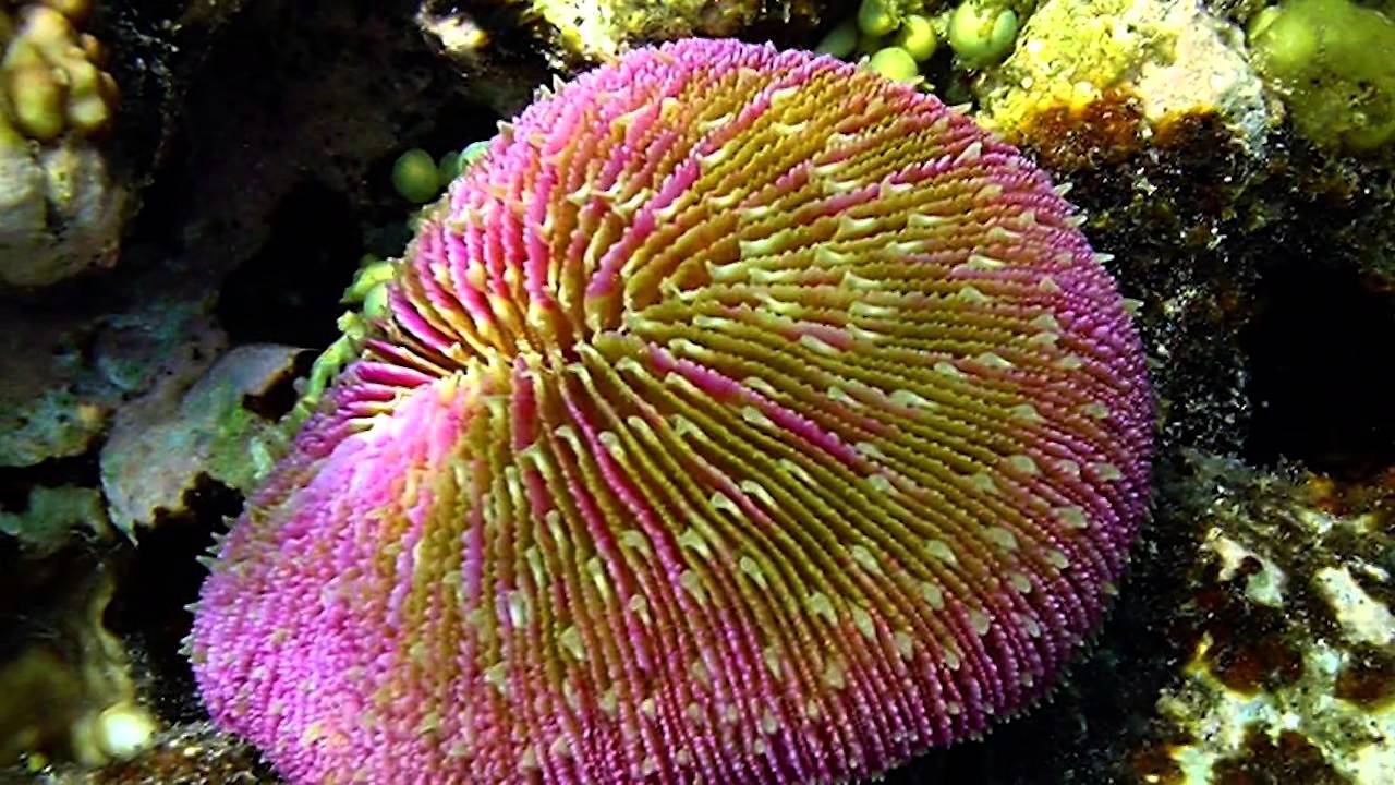 Science Today: Ocean Acidification | California Academy of Sciences