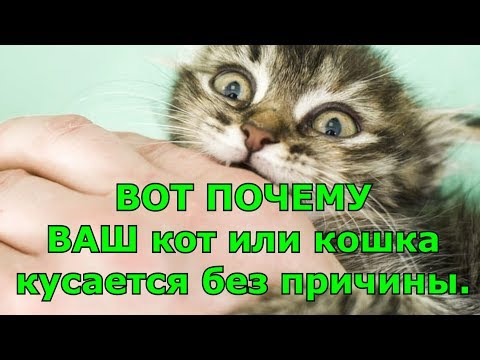 Видео: Почему моя кошка кусает меня?