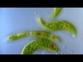 Euglena