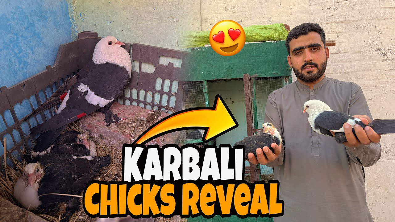 FINALLY ‼️ Karbali Chicks 🐣 Reveal Kr Hi Diye👈 | Just Huzaifa Khan | 