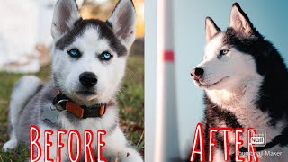 100 Dog Breeds Before And After Growing Up  || Puppy to Adult #dog #puppies #pet