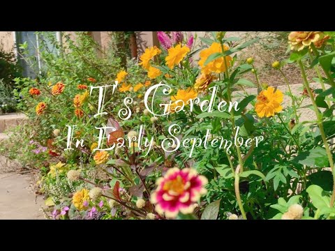 9月上旬の庭から ガーデニング 秋の花の植え付けから1週間後の様子 T S Garden Youtube
