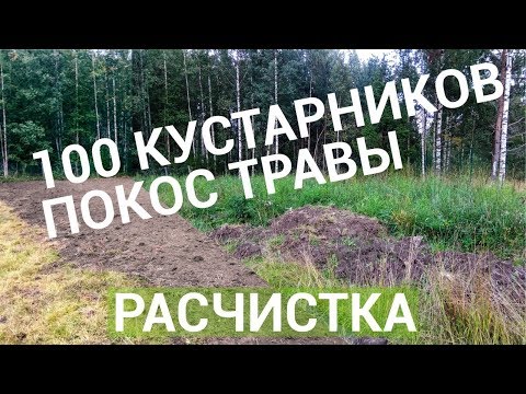 Расчистка от бурьяна, порядок на участке l Зелёный Вектор