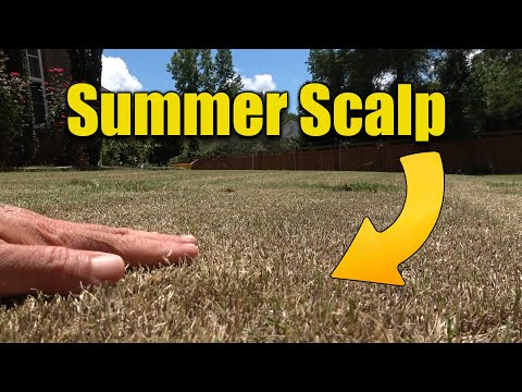 Summer Lawn Scalp - Why