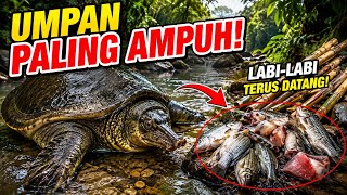 Mancing Labi-Labi Paling Ampuh Menggunakan Umpan Ini | Cosmas Gokoh