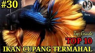 IKAN CUPANG HALFMOON KONTES TERCANTIK & TERMAHAL - BETTAFISH HALFMOON TERCANTIK