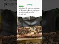 Migliaia di api sterminate in Veneto per un sospetto avvelenamento da pesticidi