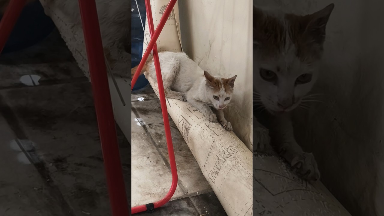 How cat Scratching carpets 